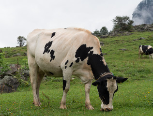 Cow on pasture