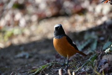 ジョウビタキのオス