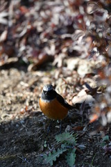 ジョウビタキのオス