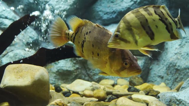 Siamese tigerfish (datnioides pulcher) in water