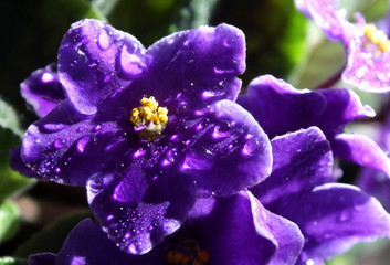 Obraz premium Macro flowers violet with dew drops