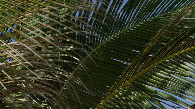 Leaves of the coconut dancing along with the wind