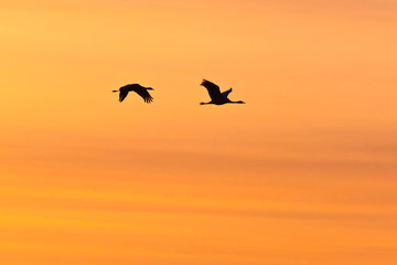 Fototapeta na wymiar Flying cranes