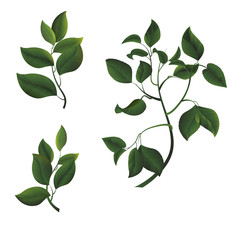 branches and green leaves, on white background, vector.