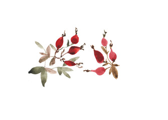 Watercolor dog rose branch. Hand painted rose hips with leaves isolated on white background. Botanical illustration for design, print or background. Floral clip art