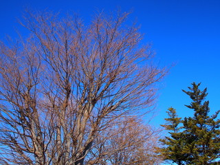 枯れ木とコニファーと冬空