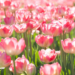 beautiful tender pink tulips blooming in the summer sunny field