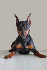 Portrait of a beautiful dog miniature pinscher on a gray light background