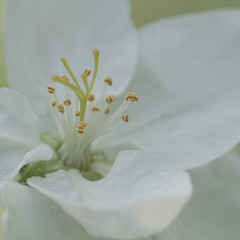 white apple flower in a sunny garden, macro
