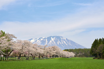 岩手山と桜並木 - 247519694
