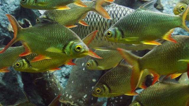Albino silver barb fish in water