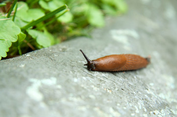 brown slug insect crawling over a gray stone