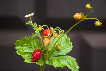 a twig of red sweet juicy wild strawberries on a summer background