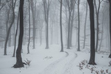 Trail covered in snow in romantic foggy forest. Trees with red leaves. Winter cold day