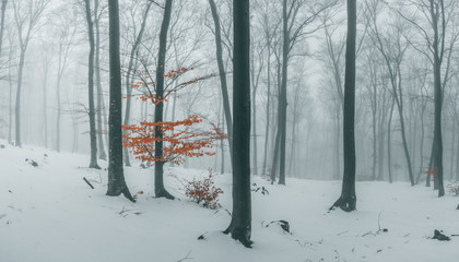 Trail covered in snow in romantic foggy forest. Trees with red leaves. Winter cold day