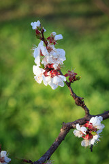 Branch of apricot tree in the period of spring flowering.