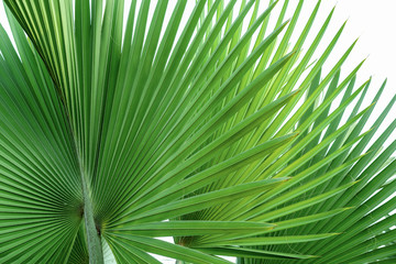 Fiji fan palm