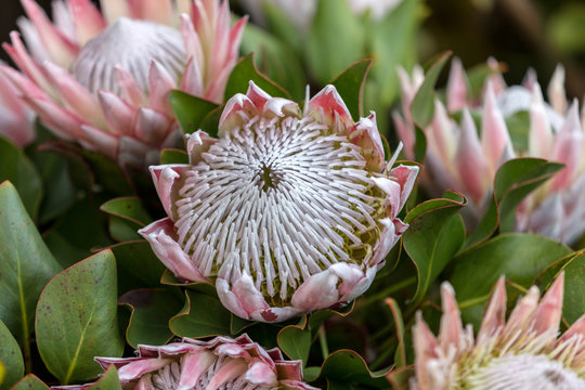 Fototapeta King protea or  protea cynaroides the national flower of South Africa
