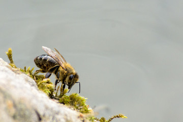 Nahaufnahme von Biene auf Moos und Stein