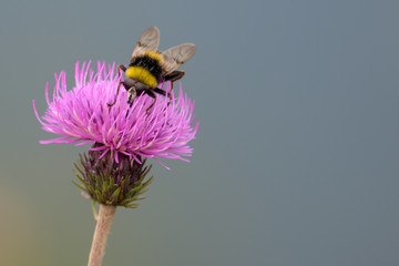 Hummel auf lila Blume beim Bestäuben mit Nektar