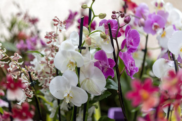 Nahaufnahme von Schönheit bunte Orchideenblüte