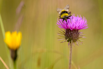 Hummel auf lila Blume beim Bestäuben mit Nektar
