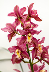 Fototapeta na wymiar Close up of beauty colorful orchid flower