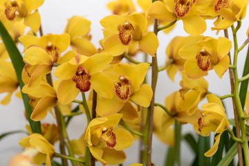 Close up of  beauty yellow orchid flower