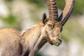 Alpen Steinbock beim Fressen in weichem Sonnenlicht