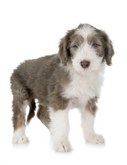 puppy bearded collie