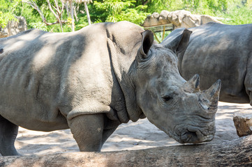 View of rhinoceros © gumbao
