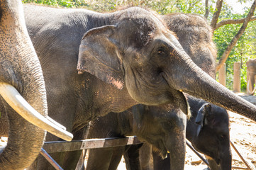 View of elephants