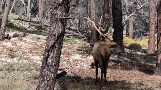 Bull elk in the pine forests of the Grand Canyon, South Rim, Arizona, USA