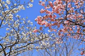 紅白桜