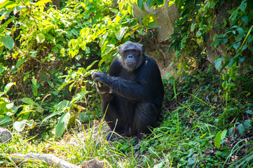View of chimpanzee