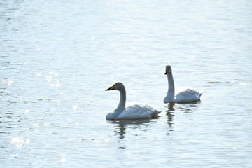 Fototapeta premium 白鳥