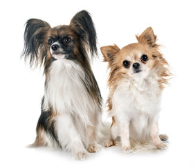 papillon dog and chihuahua