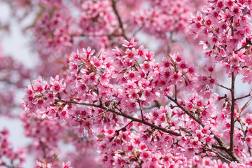 Pink cherry flowers blossoming in springtime.