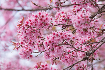 Cherry blossom flowers.