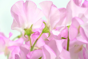 Fototapeta na wymiar sweet pea flower