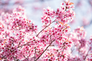 Springtime with close up cherry blossom tree.