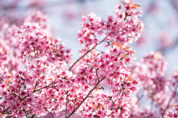 Sakura blossom flowers in spring.