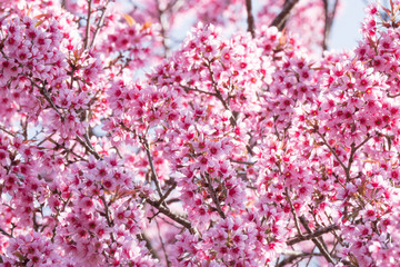Sakura cherry blossom