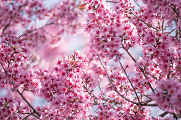 Cherry blossom are full bloom