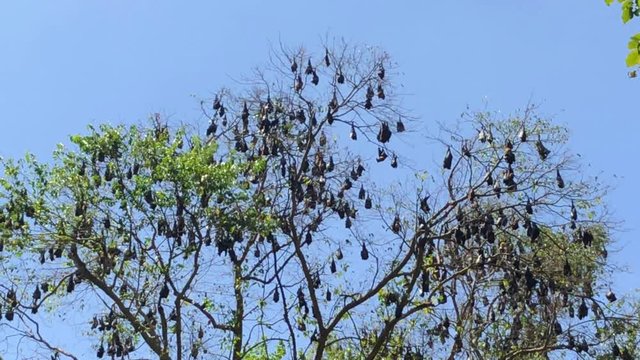 Old World fruit bats in Royal Botanic King Gardens,Peradeniya,Kandy, Sri Lanka.The garden includes more than 4000 species of plants, including orchids, spices, medicinal plants and palm trees