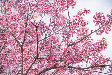 Sakura cherry blossom tree