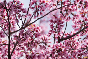 Beautiful pink cherry blossom flowers