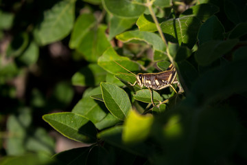 Saltamontes