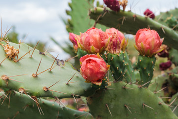 Blooming Prickly Pear with cactus fruits and flowers