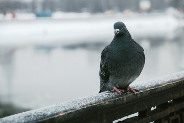 lone wild grey pigeon close-up in the winter sitting on the fence